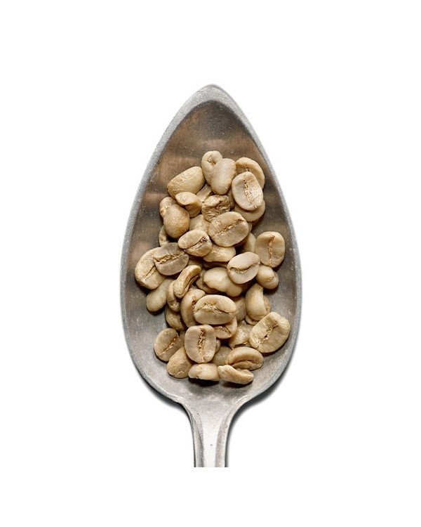 Caffè Verde Honduras SHG – 500gr