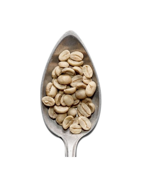 Kopi Luwak – Caffè crudo verde – 25gr